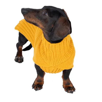 Dackel trägt einen gelben Strickpullover mit Zopfmuster, passend für kleine Hunde.