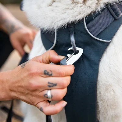 Hand attaching a lead to a dog harness with metal clip. Harness made of durable material in dark colour.