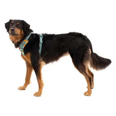 Ruffwear Front Range шлейка для собак, Spring Mountains