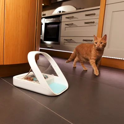 Kattenvoerbak met doorzichtige kap en voer in bakje, geplaatst op keukenvloer; oranje kat loopt ernaast. Materiaal: kunststof.