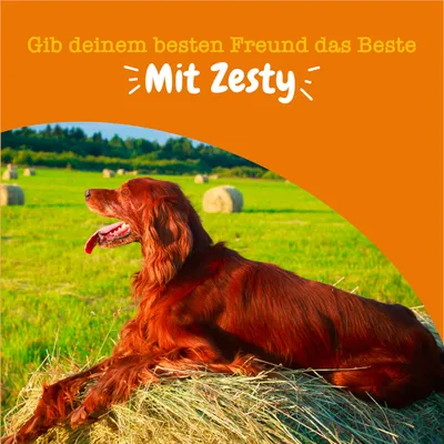 Text: Gib deinem besten Freund das Beste mit Zesty. Hund auf Heuballen in grünem Feld.