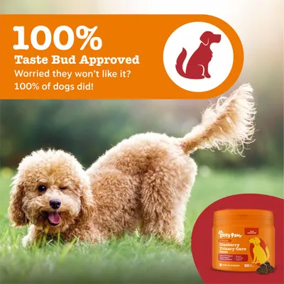 Zesty Paws Cranberry Urinary Care Chews Urinary Health - Turkey - 90 Chews Zesty Paws Cranberry Urinary Care Chews Urinary Health - Turkey - 90 Chews