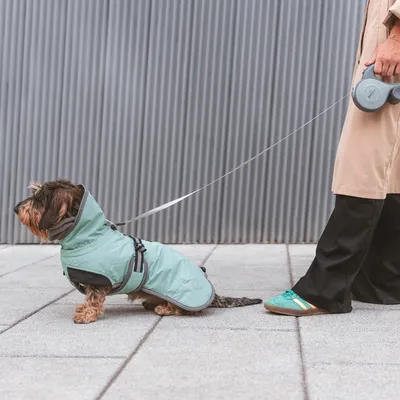 Petit chien portant un manteau imperméable vert clair et harnais, assis en laisse extensible tenue par une personne en manteau beige et baskets vertes, extérieur urbain.