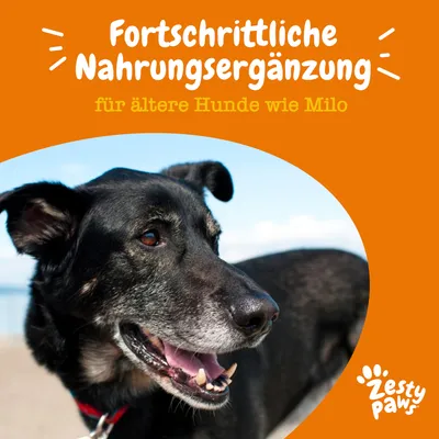Fortschrittliche Nahrungsergänzung für ältere Hunde wie Milo. Zesty Paws Logo sichtbar.