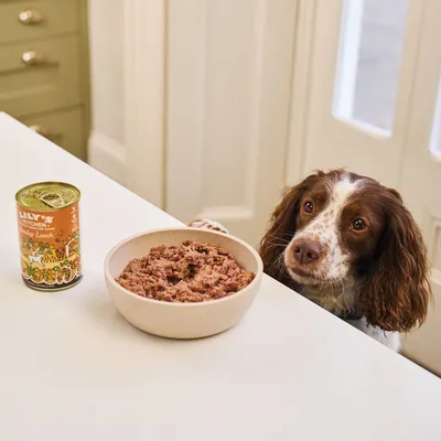 Lata de comida húmida para cães Lily's Kitchen Sunday Lunch ao lado de uma taça com ração húmida e um cão castanho e branco junto à mesa.