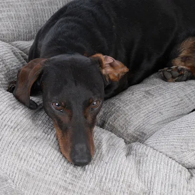 Chien noir et feu allongé sur un coussin ou panier gris en tissu à texture côtelée, sans marque visible.