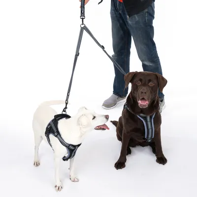 Due cani con pettorine imbottite e guinzaglio doppio elastico, condotti da una persona. Adatto a passeggiate con due cani.