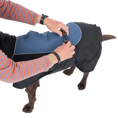 Person fastening a closure on a black and blue dog coat. Shows correct use of the coat.