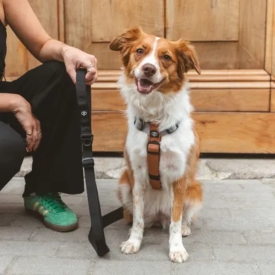 Hundegeschirr in Braun mit schwarzer Leine, präsentiert von einer Person. Geschirr und Leine zeigen das Markenlogo.