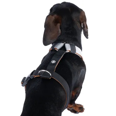 Hund mit schwarzem Geschirr, silbernen und orangefarbenen Akzenten sowie Metallring auf dem Rücken. Geschirr zeigt verstellbare Gurte und robustes Design.