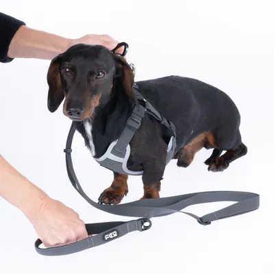 Sort gravhund med gråt sele og line. En hånd fastgør linen til selen.