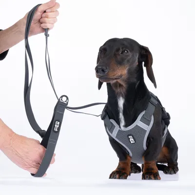 Hund bærer en grå sele med Flexi-logo, forbundet med en grå line. Hånd holder linen.