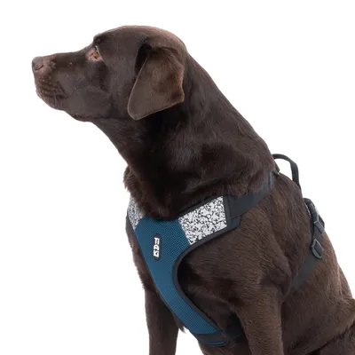 Brauner Hund trägt ein blaues Geschirr mit weissem Muster und der Aufschrift 'Trixie'.