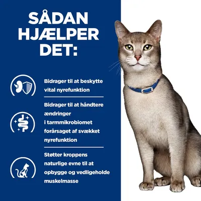 Sådan hjælper det: Bidrager til at beskytte vital nyrefunktion, håndtere ændringer i tarmmikrobiomet ved svækket nyrefunktion og støtte opbygning af muskelmasse. Kat med blå halsbånd.