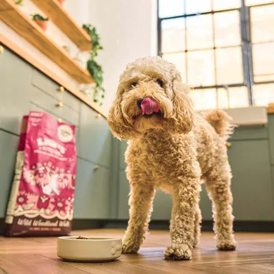 Hond bij voerbak met zak Lily's Kitchen Wild Woodland Walk hondenvoer op de achtergrond, merknaam en productnaam zichtbaar op verpakking.