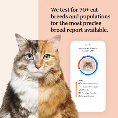 DNA test detects 5 cat breeds: 60% American Domestic Cat, 17% European Domestic Cat, 12% Maine Coon, 9% Norwegian Forest Cat, 2% European Shorthair. Tests for over 70 breeds.