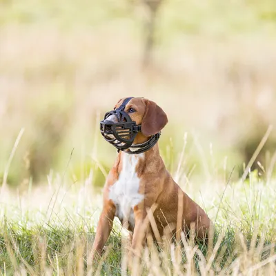 Câine cu botniță neagră din plastic și curea reglabilă, așezat pe o pajiște.