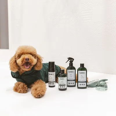 kooa vårdprodukter för husdjur: torrschampo, balsam, spray och schampo. Hund med grön handduk bredvid produkterna. Borste och kam synliga.