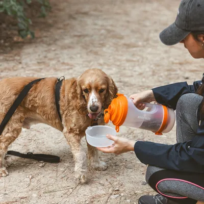 Hund wird aus einer tragbaren Wasserflasche mit orangefarbenem Deckel und abnehmbarem Napf getränkt.