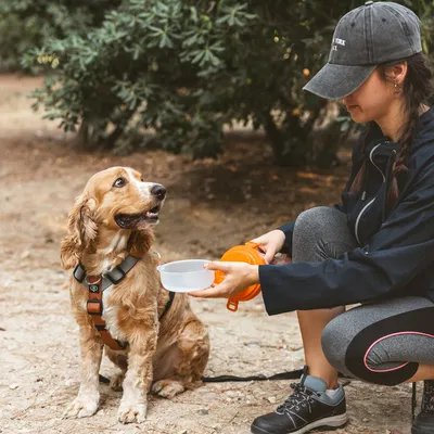 Hund mit Geschirr wird im Freien aus einer tragbaren Trinkschale gefüttert.