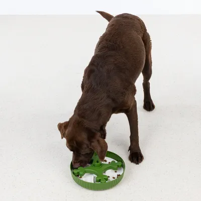 Brown dog eating from a green anti-gulp bowl with a white base and obstacles for slow feeding.