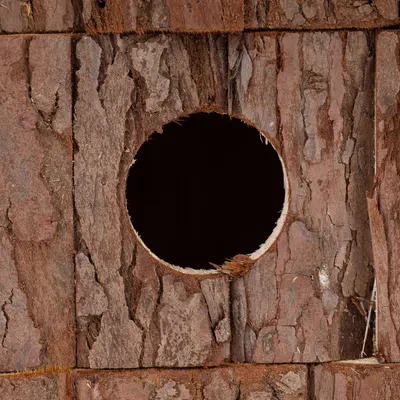 Närbild av trästruktur med runt hål, möjligtvis del av naturprodukt eller djurtillbehör.