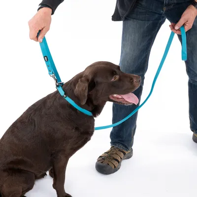 Brauner Hund mit blauem Halsband und Leine, gehalten von einer Person. Demonstration der Nutzung des Produkts.