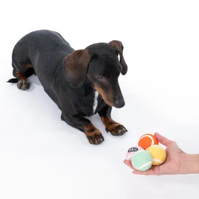 Hund kigger på en hånd, der holder tre farverige bolde: orange, gul og grøn. Velegnet til interaktiv leg med kæledyr.