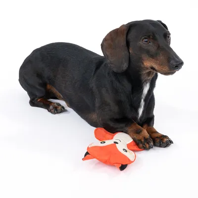 Dog playing with an orange fabric toy shaped like a fox.