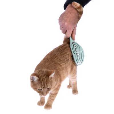 Hand bürstet das Fell einer orangefarbenen Katze mit einer grünen Bürste.