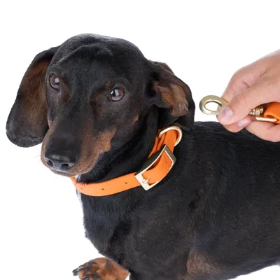 Hund mit orangefarbenem Halsband und goldener Schnalle. Hand befestigt eine Leine am Halsband.