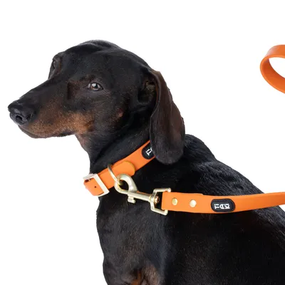 Hund mit orangefarbenem Halsband und Leine, Metallverschluss, Marke EQY sichtbar auf Halsband und Leine.