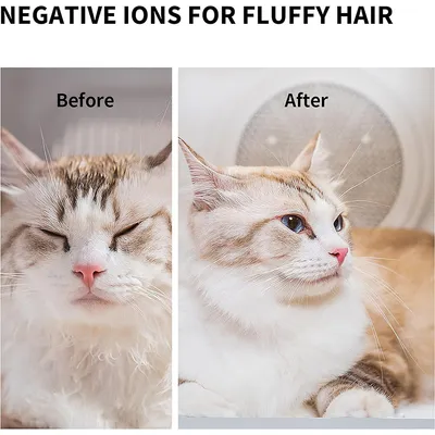 Before-and-after image of a cat with negatively charged ions for fluffy fur. Left: wet fur, right: smooth and fluffy fur.