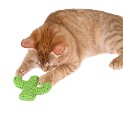 Red cat playing with green cactus-shaped toy made of braided material.