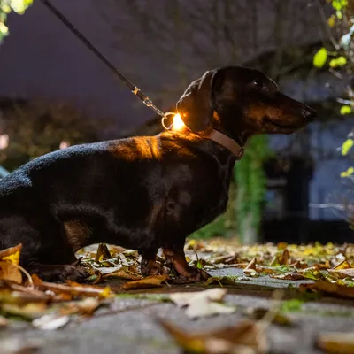 Hund med upplyst halsband på natten, lämplig för bättre synlighet i mörker.