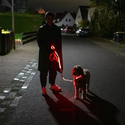 Hund mit leuchtendem Halsband und Leine für bessere Sichtbarkeit bei Nacht auf einer dunklen Strasse.