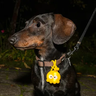 Hund mit braunem Halsband und gelbem Anhänger in Form eines Cartoon-Tiers, befestigt an der Leine. Nachtaufnahme im Garten.