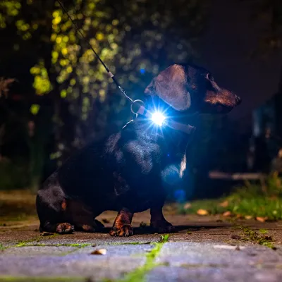 Chien avec harnais et laisse, portant une lumière LED allumée au collier lors d’une promenade nocturne. Lumière blanche visible sur le cou du chien.
