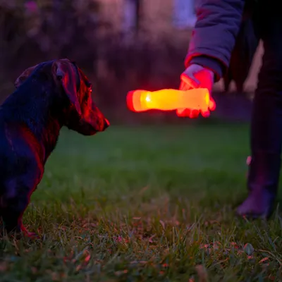 Lysende hundelegetøj i benform præsenteres for en hund udendørs i skumringen.