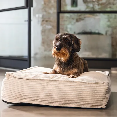 Hund ligger på en cremefarvet, quiltet hundeseng i et moderne interiør.