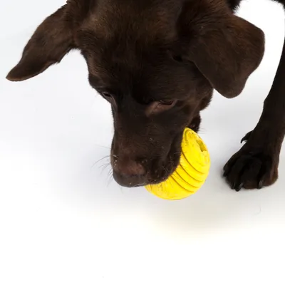Chien marron tenant une balle jaune rainurée dans sa gueule, balle en plastique visible sur fond blanc.