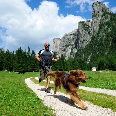Hund går på en vandringsled i bergslandskap, synlig sele.