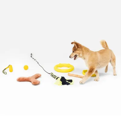 Hund leger med forskellige legetøj, herunder gul ring, plysben, gul bold og tyggelegetøj af stof og træ.