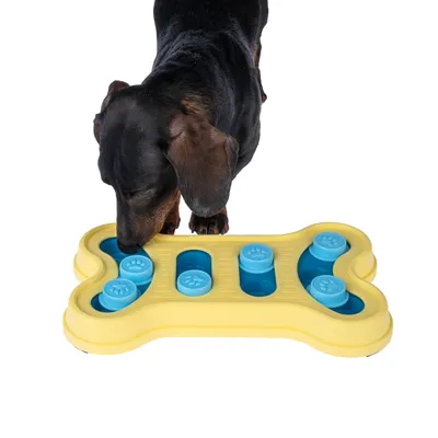 Chien teckel reniflant un jeu d’intelligence en plastique jaune et bleu en forme d’os, avec pièces mobiles rondes à motif patte visibles sur le plateau.