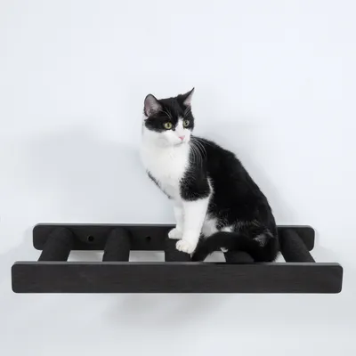 Schwarz-weisse Katze sitzt auf einer schwarzen Wandhalterung mit gepolsterten Streben.