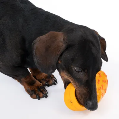 Perro juega con un juguete amarillo con diseño de huesos.