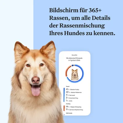 Bildschirm zeigt DNA-Analyse mit Rassenmischung: 41% Siberian Husky, 22% Alaskan Malamute, 4% Samoyed, 2% Greenland Dog, 1% Jindo, 14% Belgian Sheepdog, 11% German Shepherd Dog.