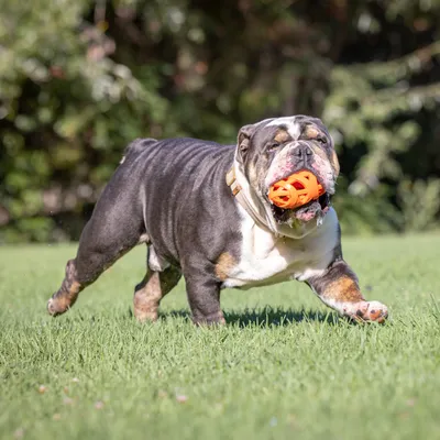 Hond speelt met oranje speelgoedbal op een grasveld.