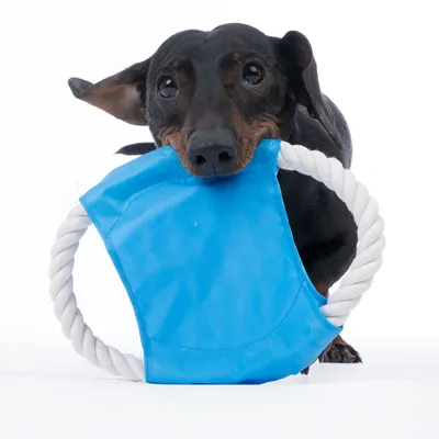 Kutya kék textiljátékkal és fehér zsinórral játszik.