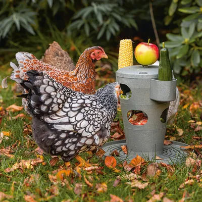 Gallinas comiendo de un comedero gris con aberturas, lleno de verduras y frutas como mazorca de maíz, manzana y pepino. Adecuado para alimentación al aire libre.